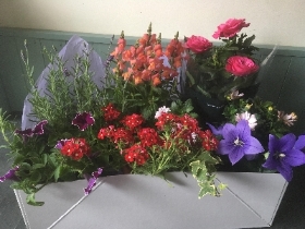 Garden Plants Box