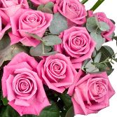 Perfect Pink Dozen Roses