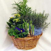 Seasonal Planted Basket